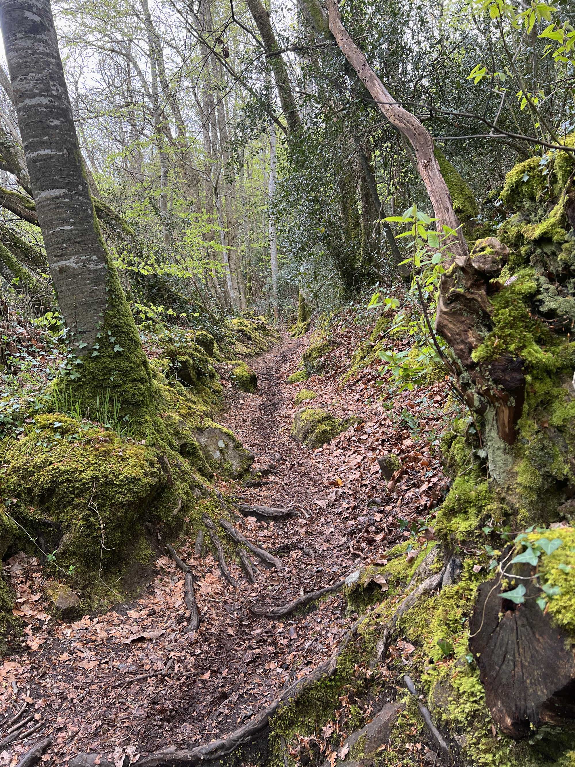 Le bois du Névet, côté Juch