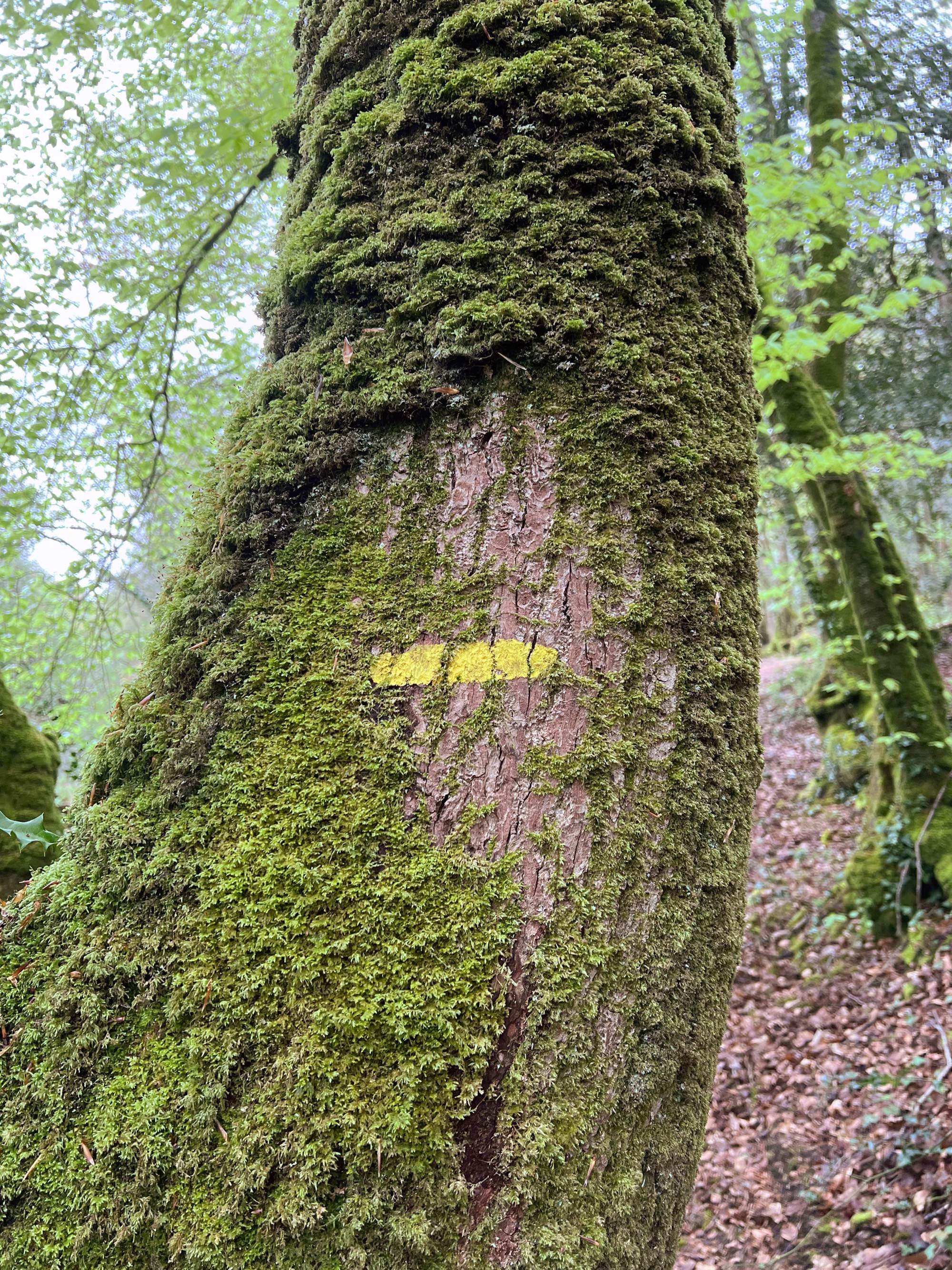 Le bois du Névet, côté Juch
