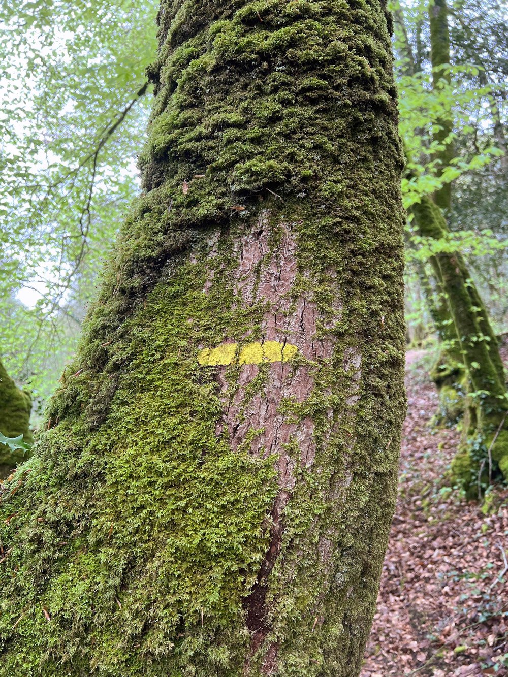 Le bois du Névet, côté Juch