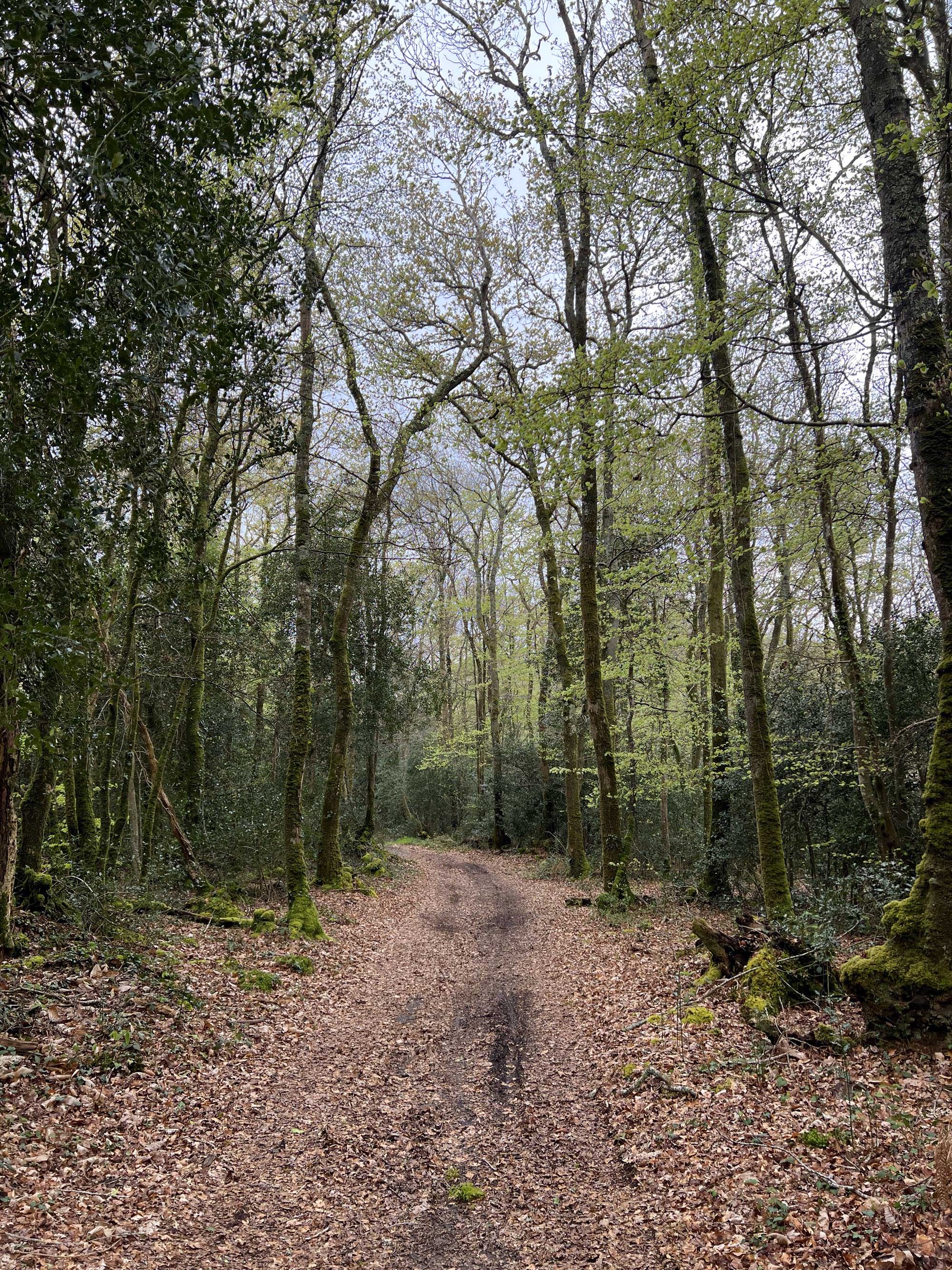 Le bois du Névet, côté Juch