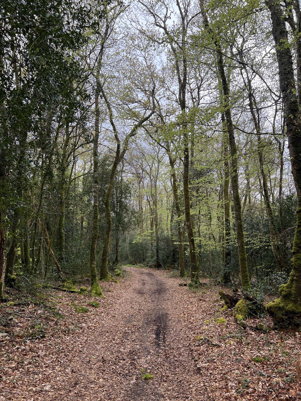 Le bois du Névet, côté Juch