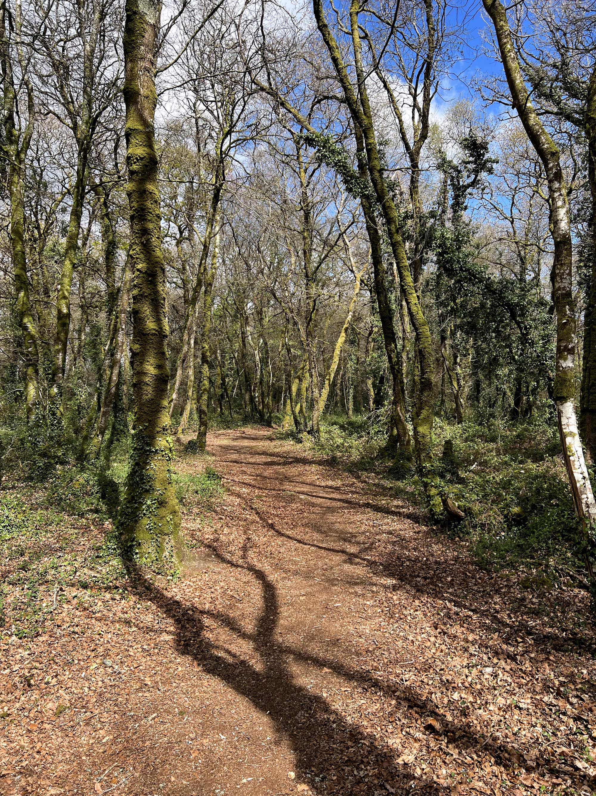 Le bois du Névet, côté Locronan