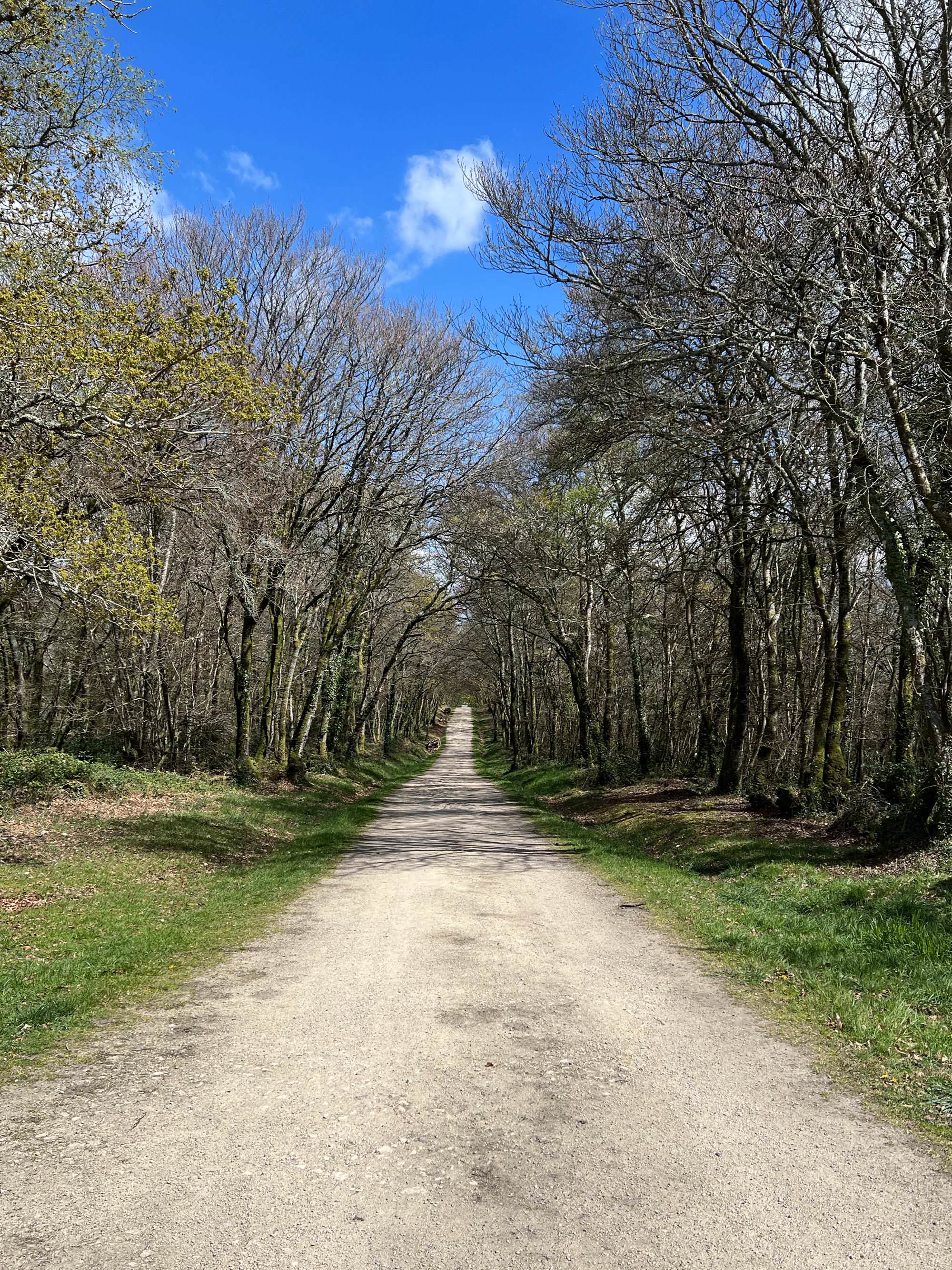 Le bois du Névet, côté Locronan