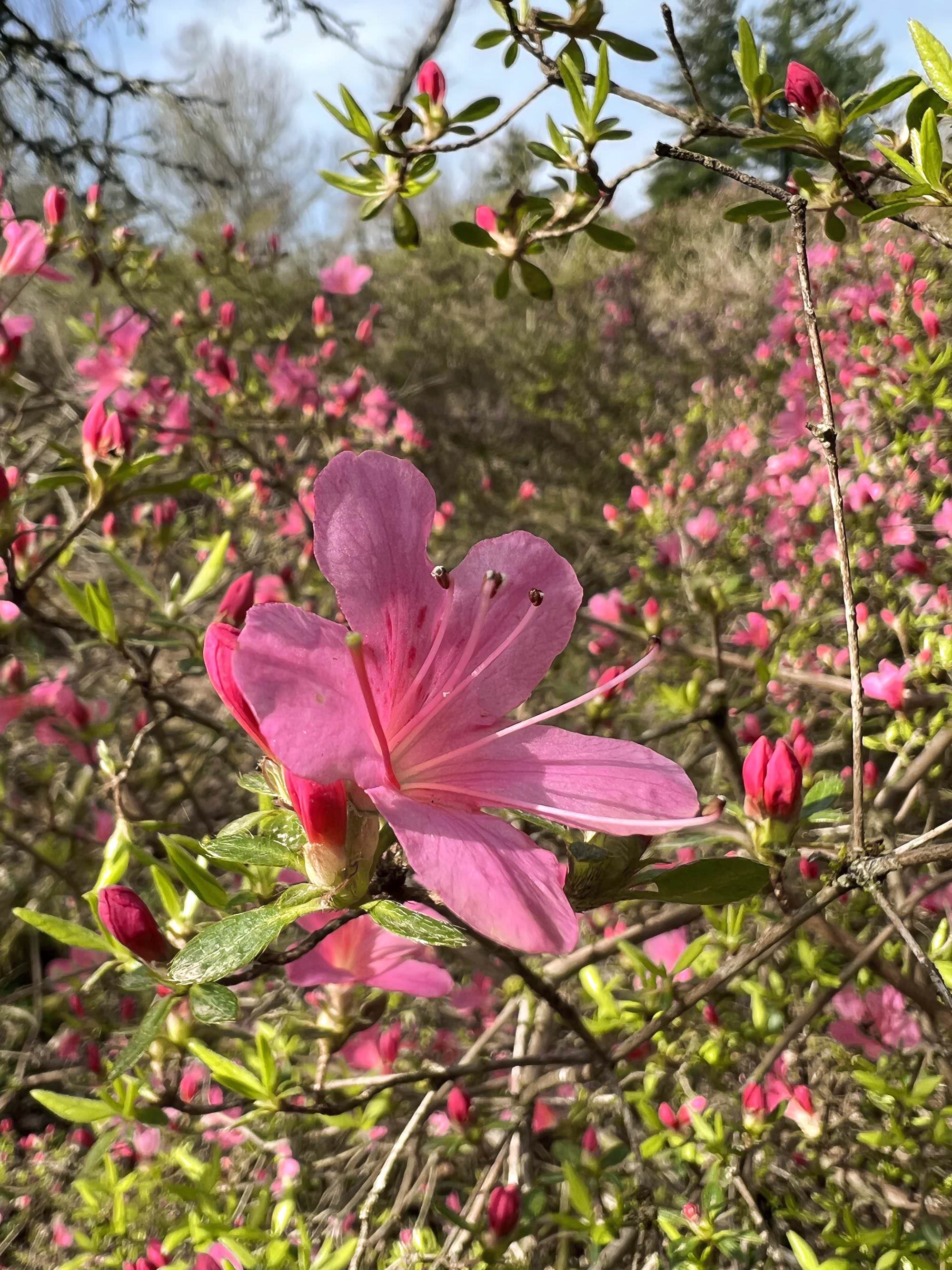 Le domaine de Boutiguéry juste avant le printemps