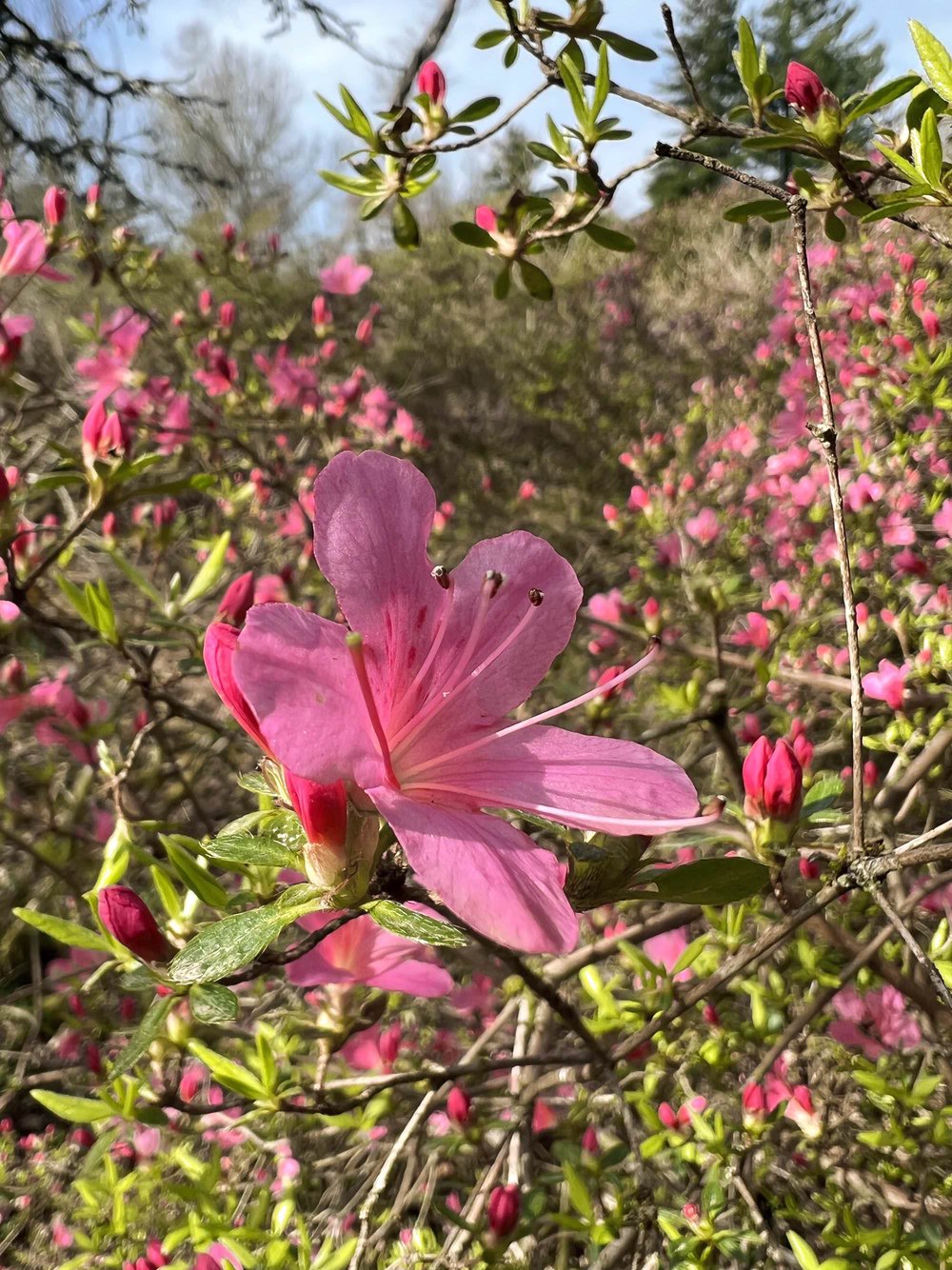 Le domaine de Boutiguéry juste avant le printemps