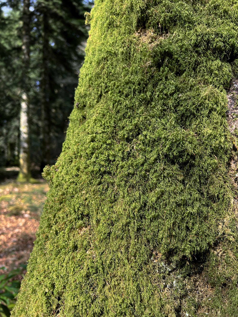 Le domaine de Boutiguéry juste avant le printemps