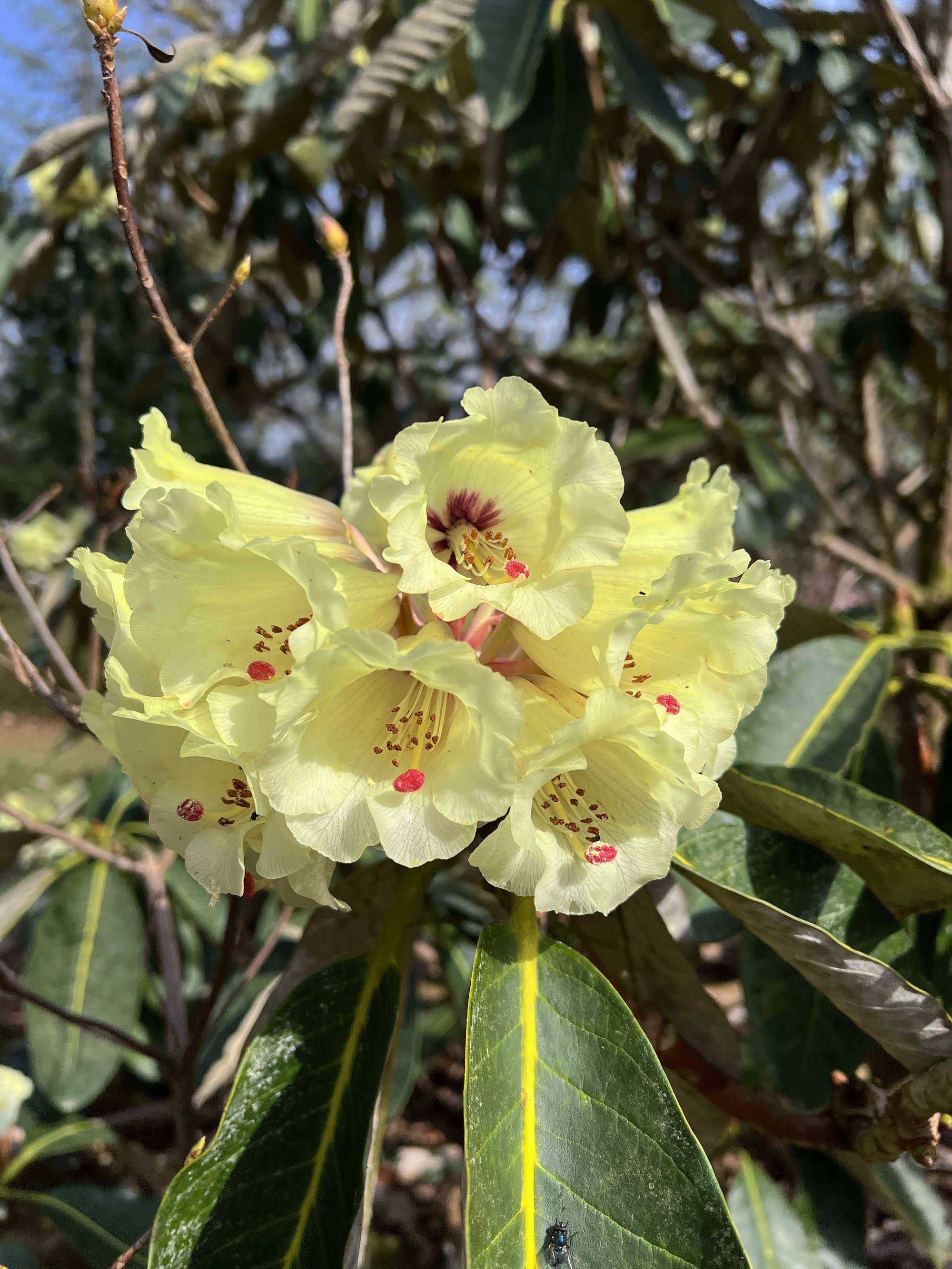 Le domaine de Boutiguéry juste avant le printemps