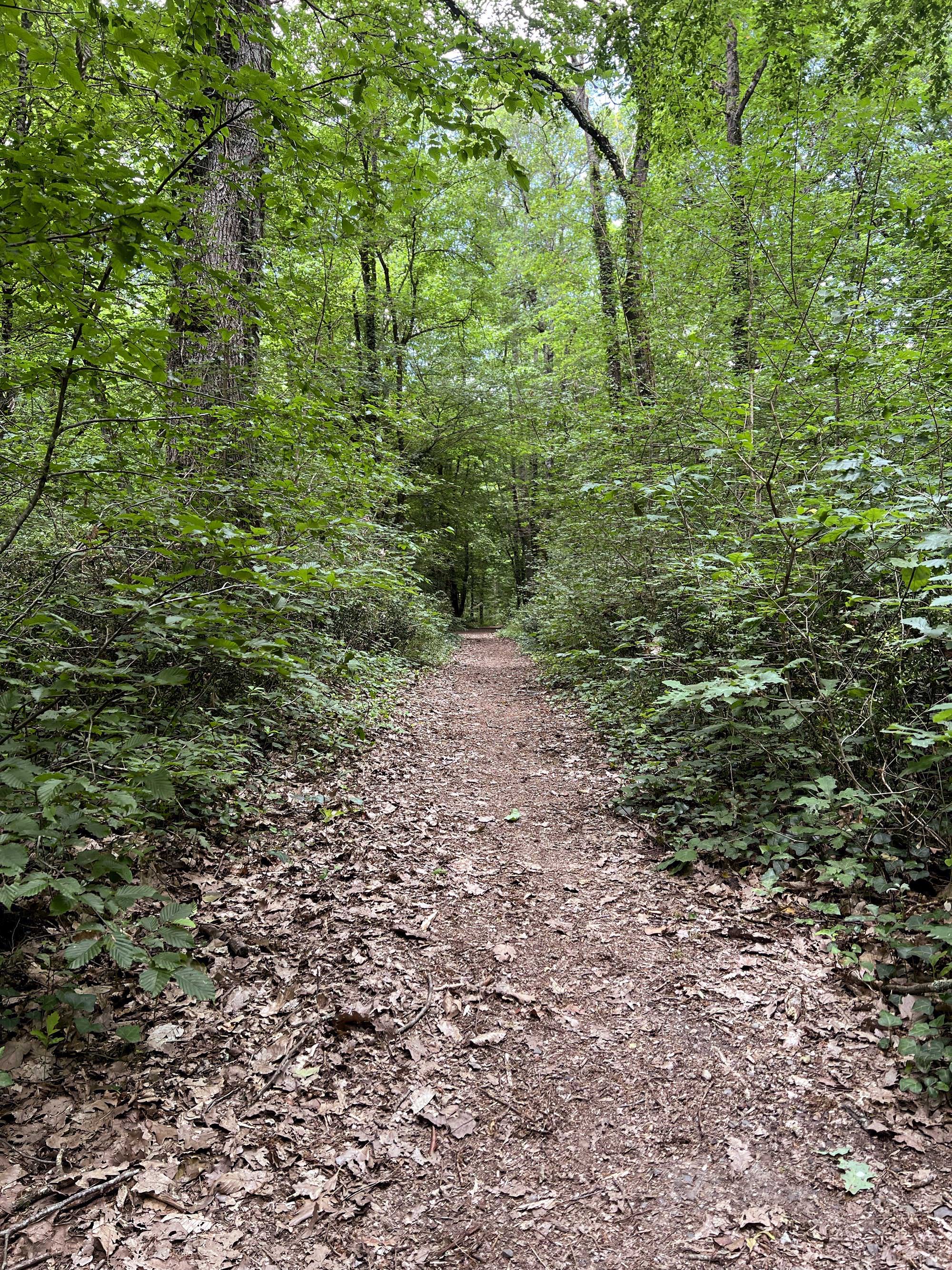 Forêt de Bouconne