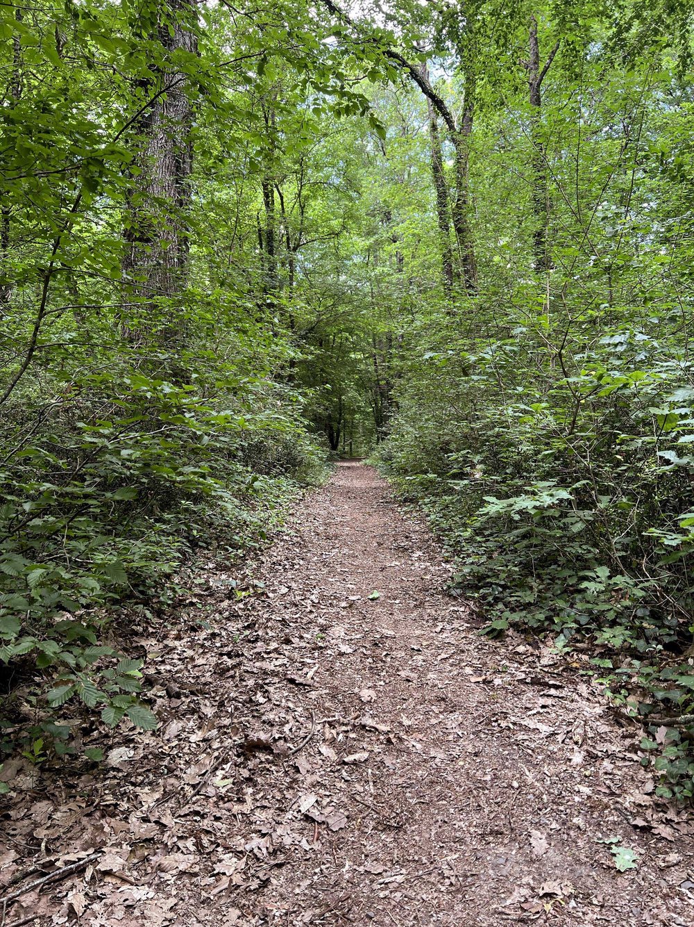 Forêt de Bouconne