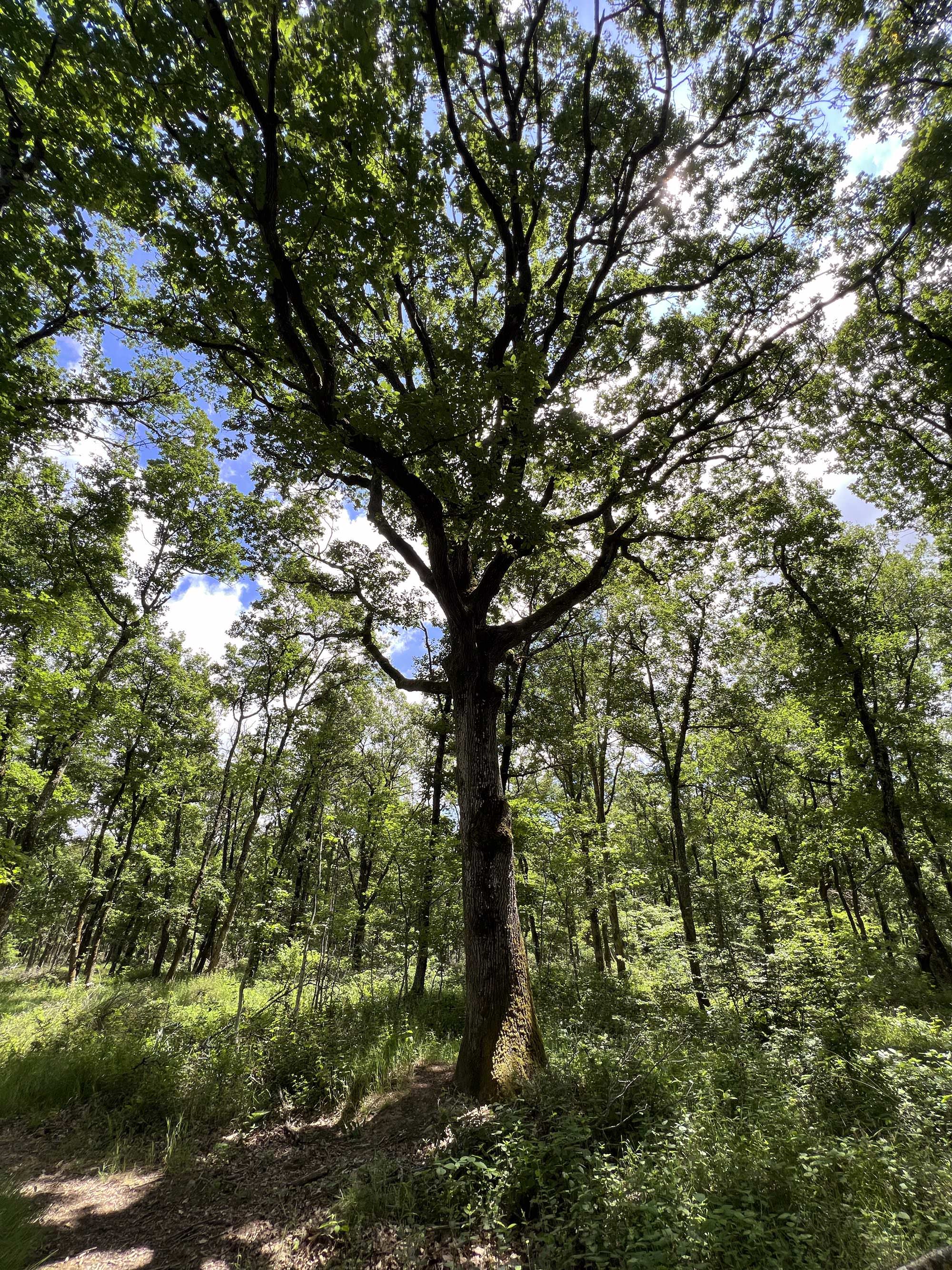 Forêt de Bouconne