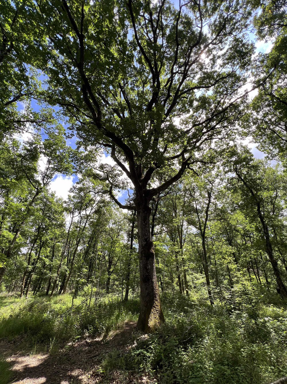 Forêt de Bouconne
