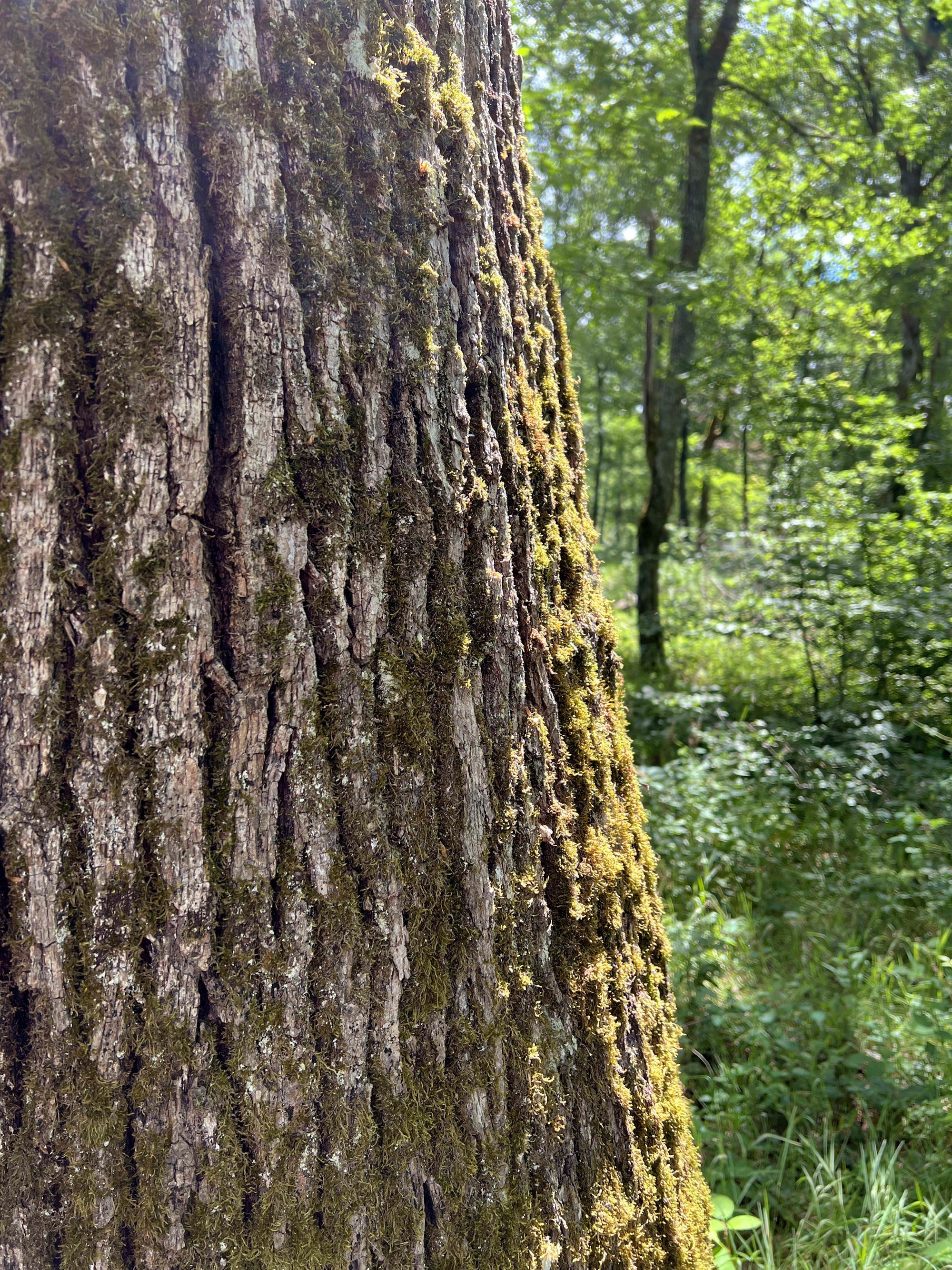 Forêt de Bouconne
