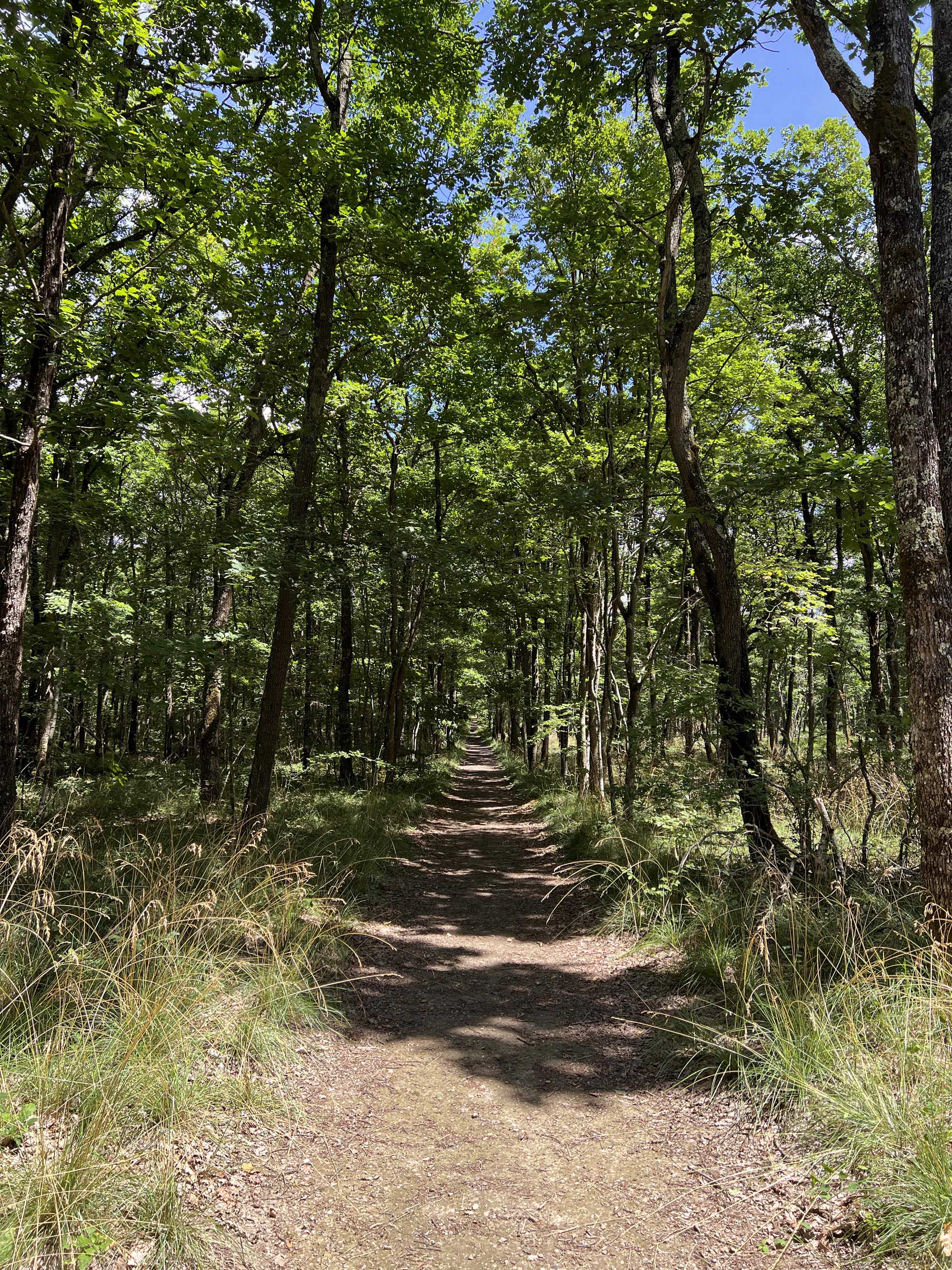 Forêt de Bouconne