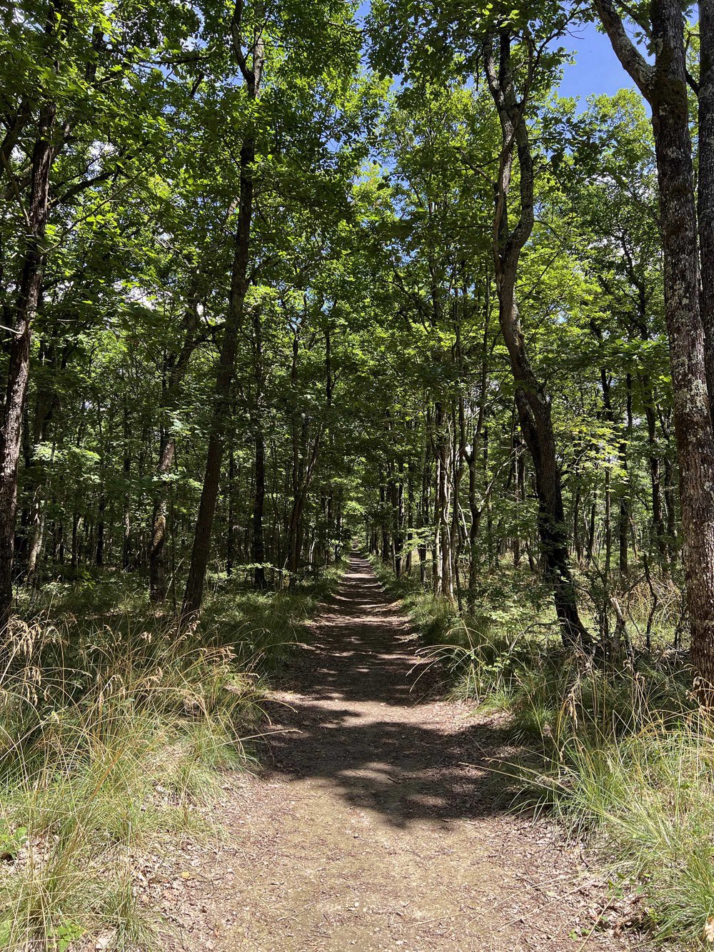 Forêt de Bouconne