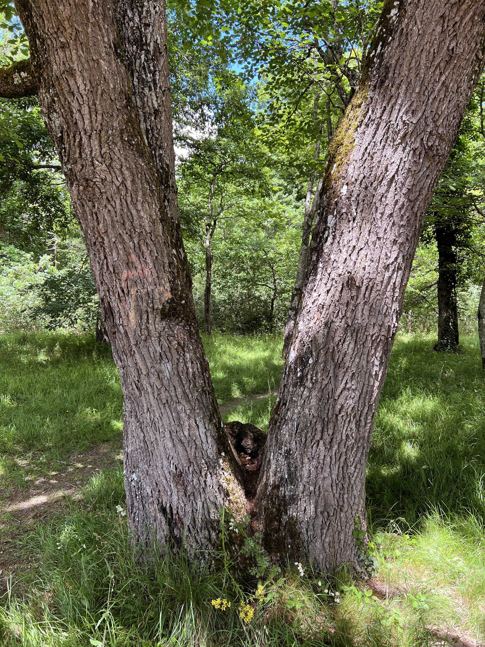 Forêt de Bouconne