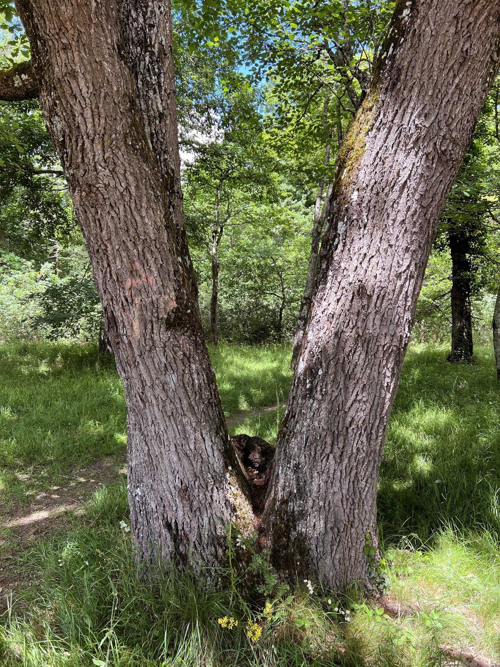 Forêt de Bouconne
