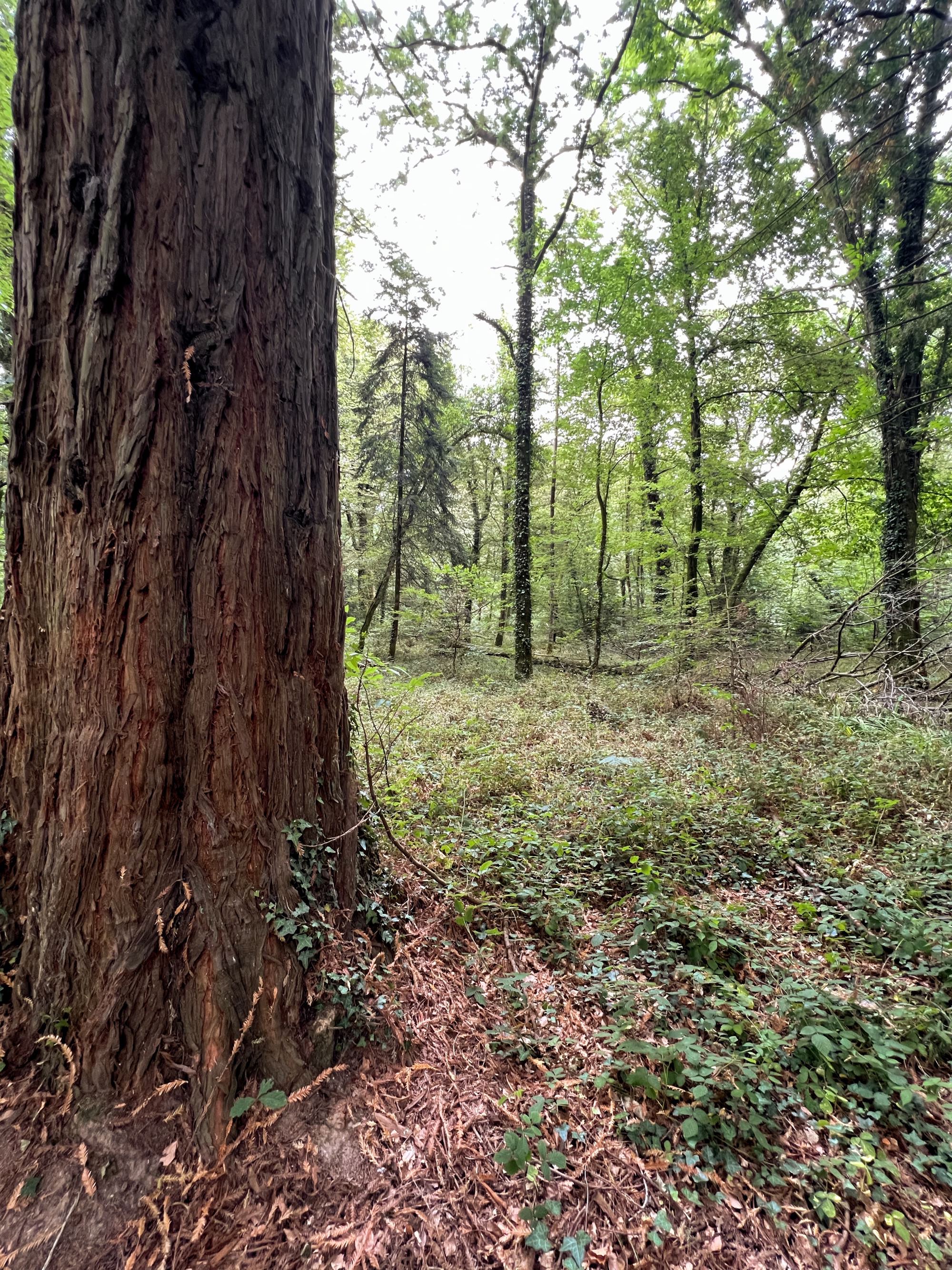 La forêt de Carnoët autour de la colonne Saint-Maurice