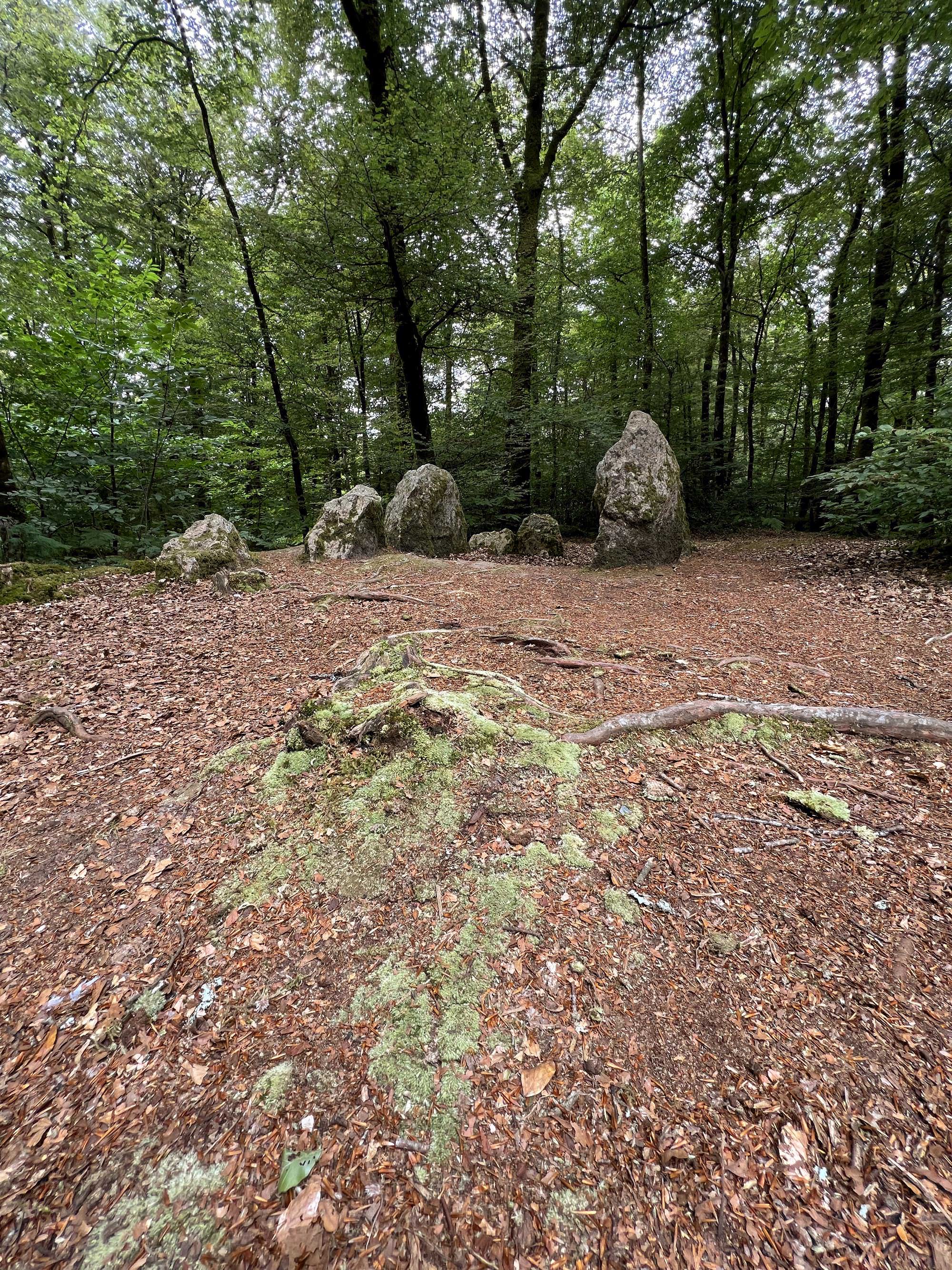 La forêt de Carnoët autour de la colonne Saint-Maurice