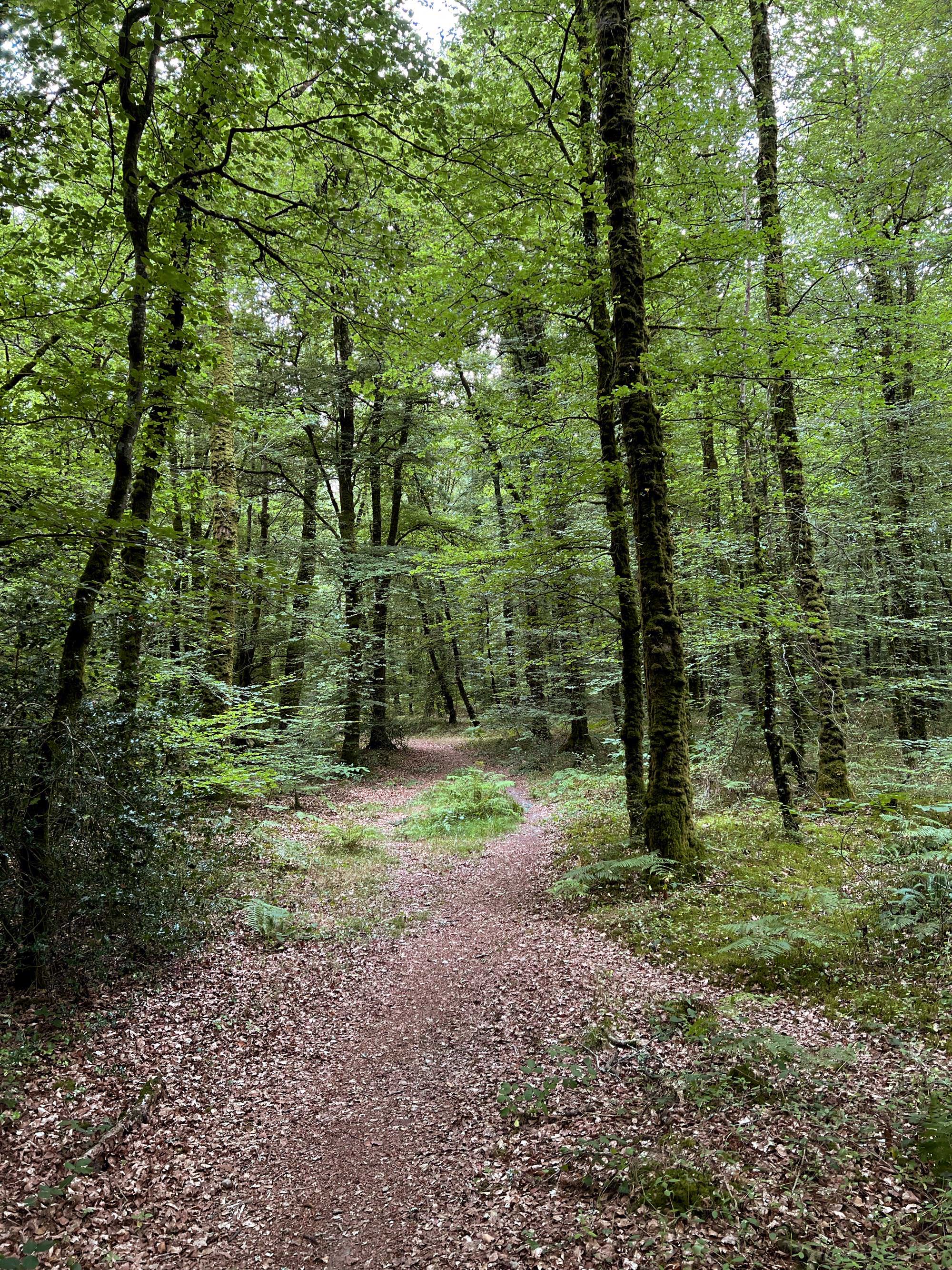 La forêt de Carnoët autour de la colonne Saint-Maurice