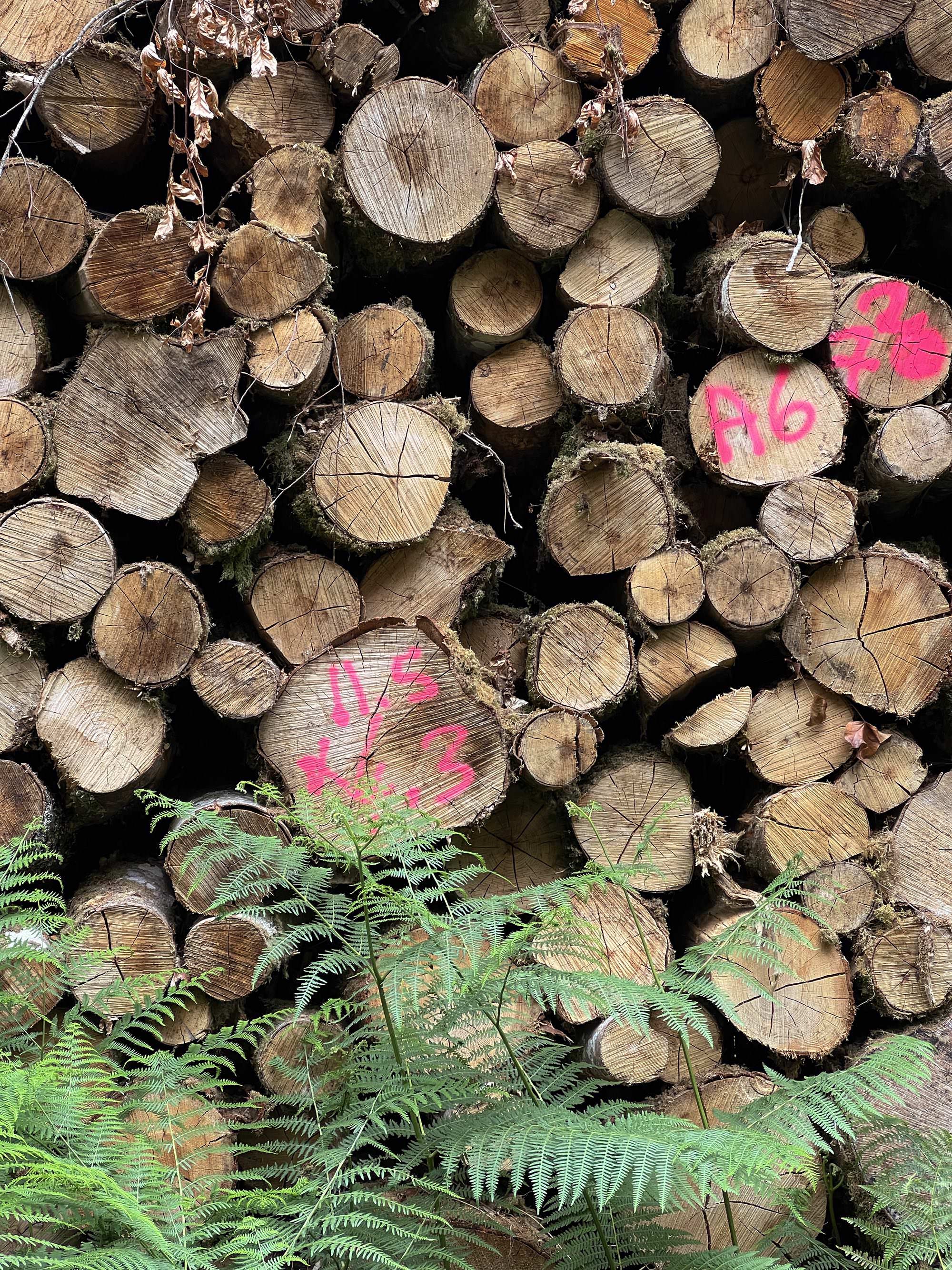 La forêt de Carnoët autour de la colonne Saint-Maurice