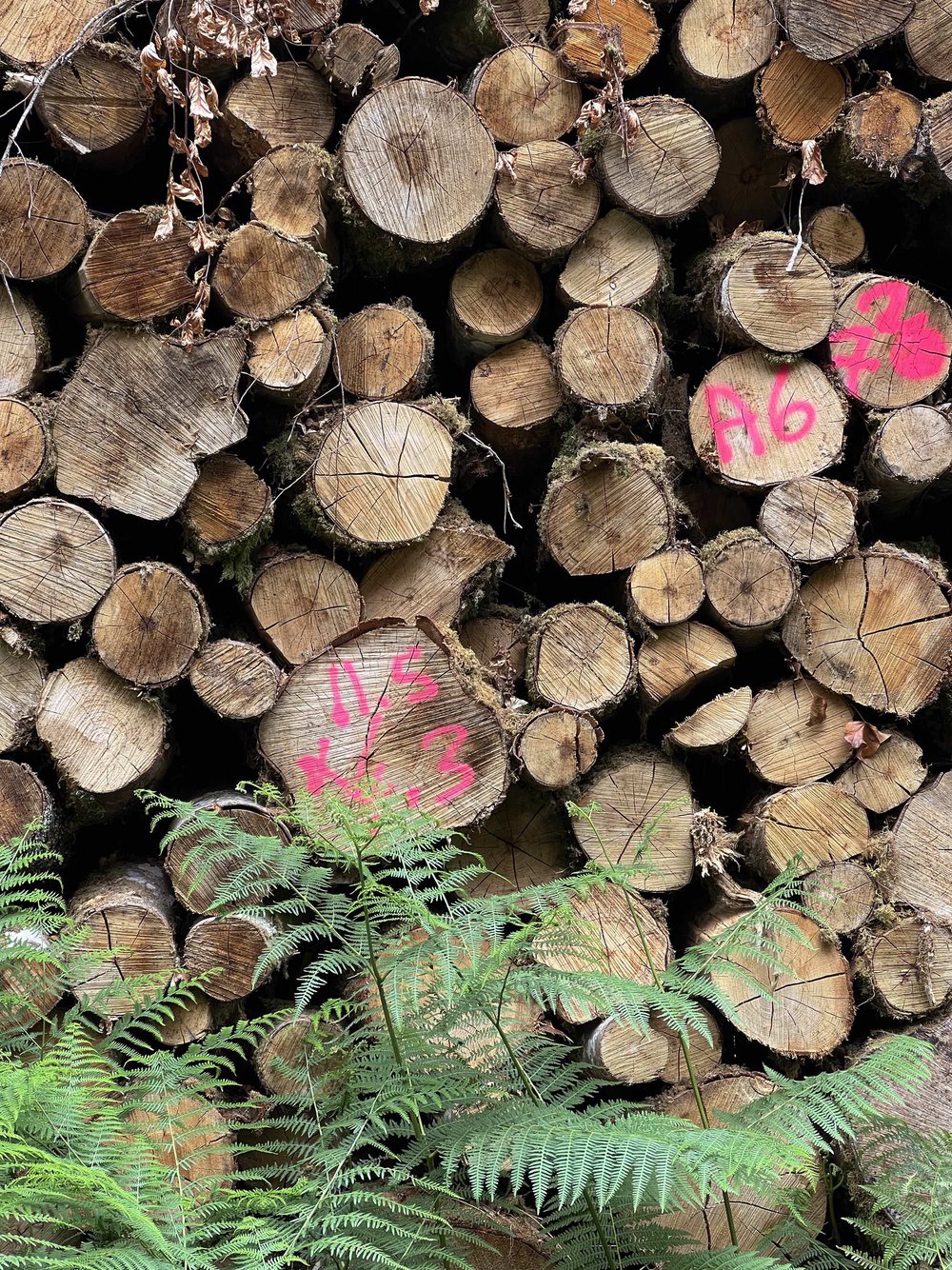 La forêt de Carnoët autour de la colonne Saint-Maurice