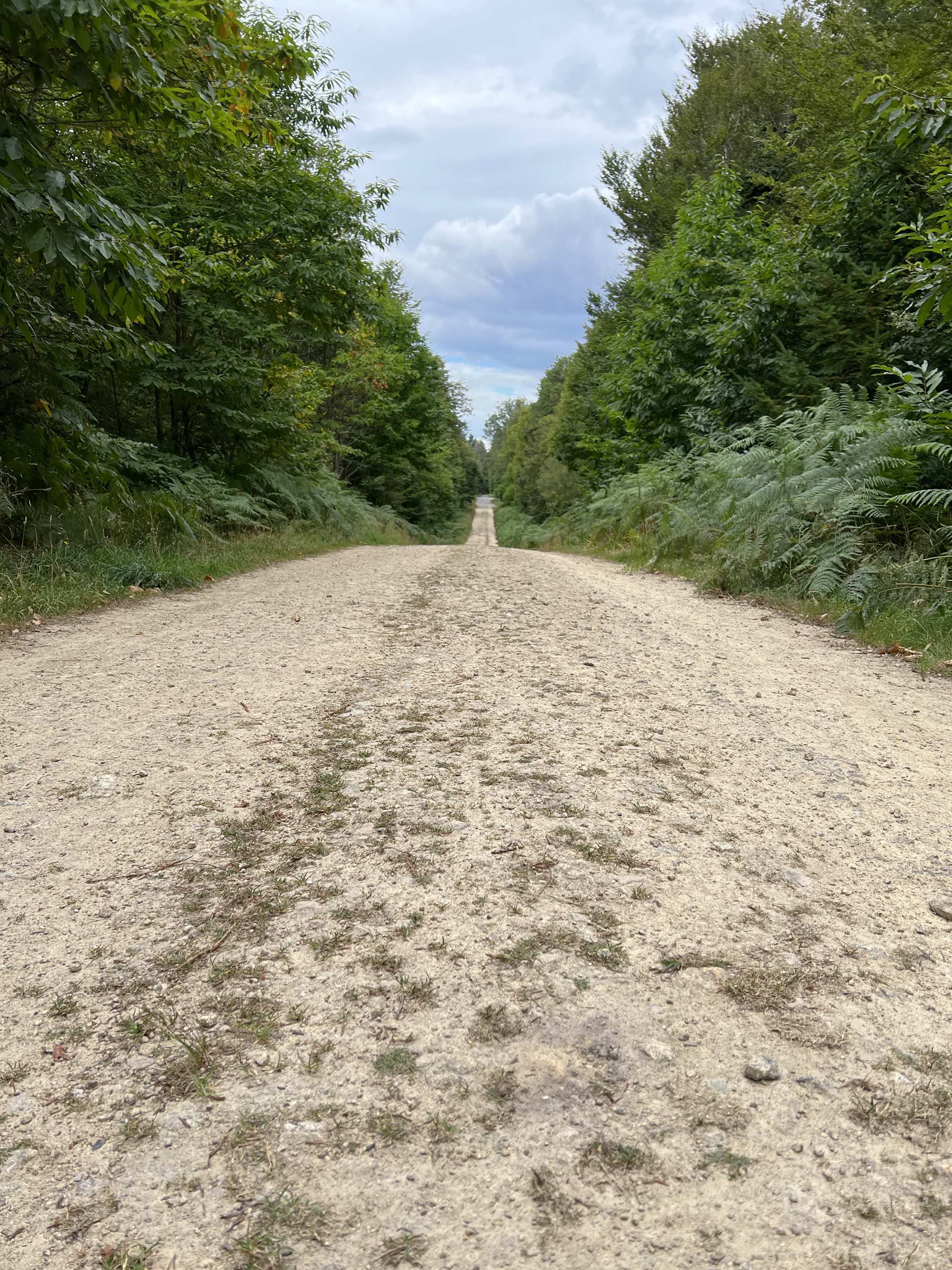 La forêt de Carnoët autour de la colonne Saint-Maurice