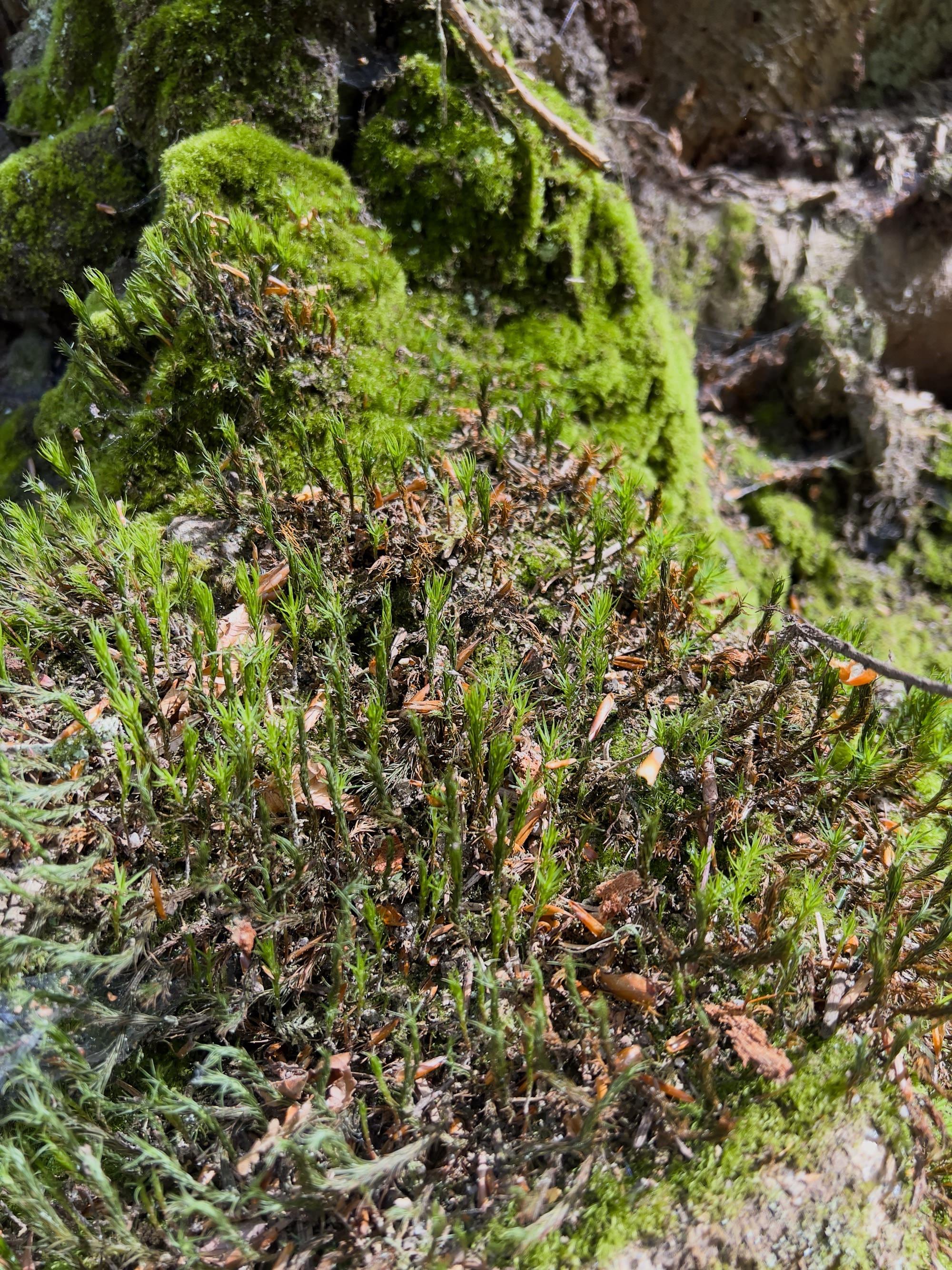 La forêt domaniale de Coatloch