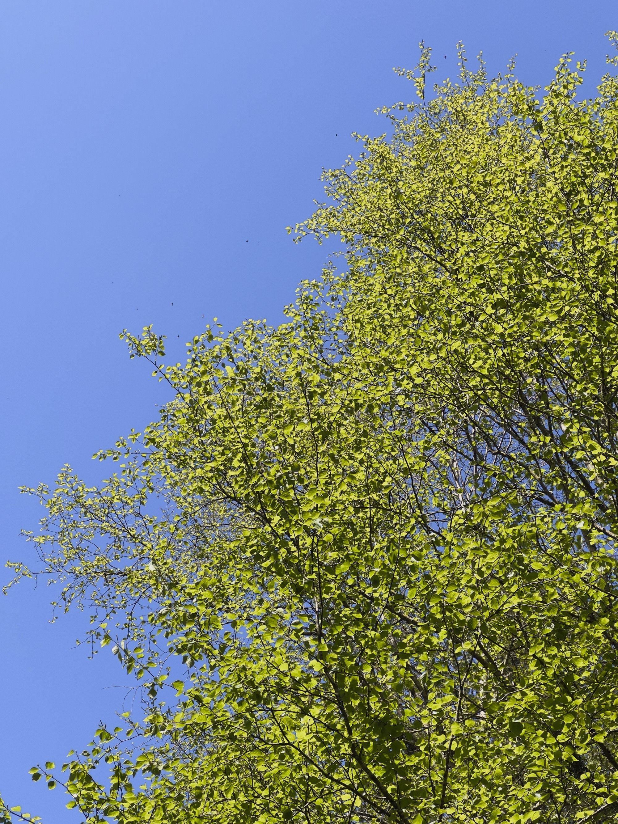 La forêt domaniale de Coatloch