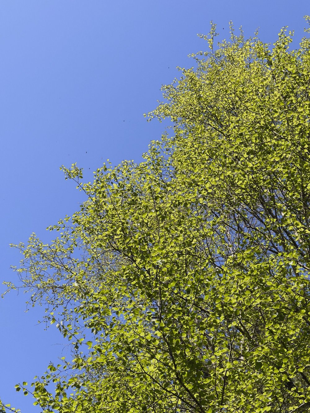 La forêt domaniale de Coatloch