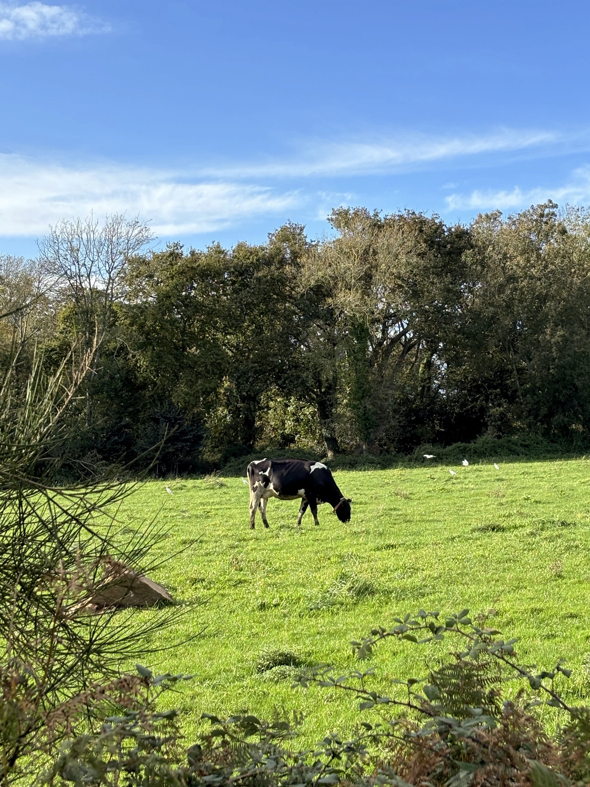 Le sentier côtier face à Port-Manech
