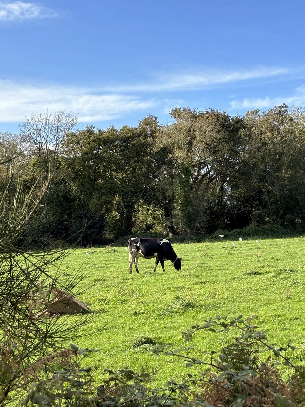 Le sentier côtier face à Port-Manech