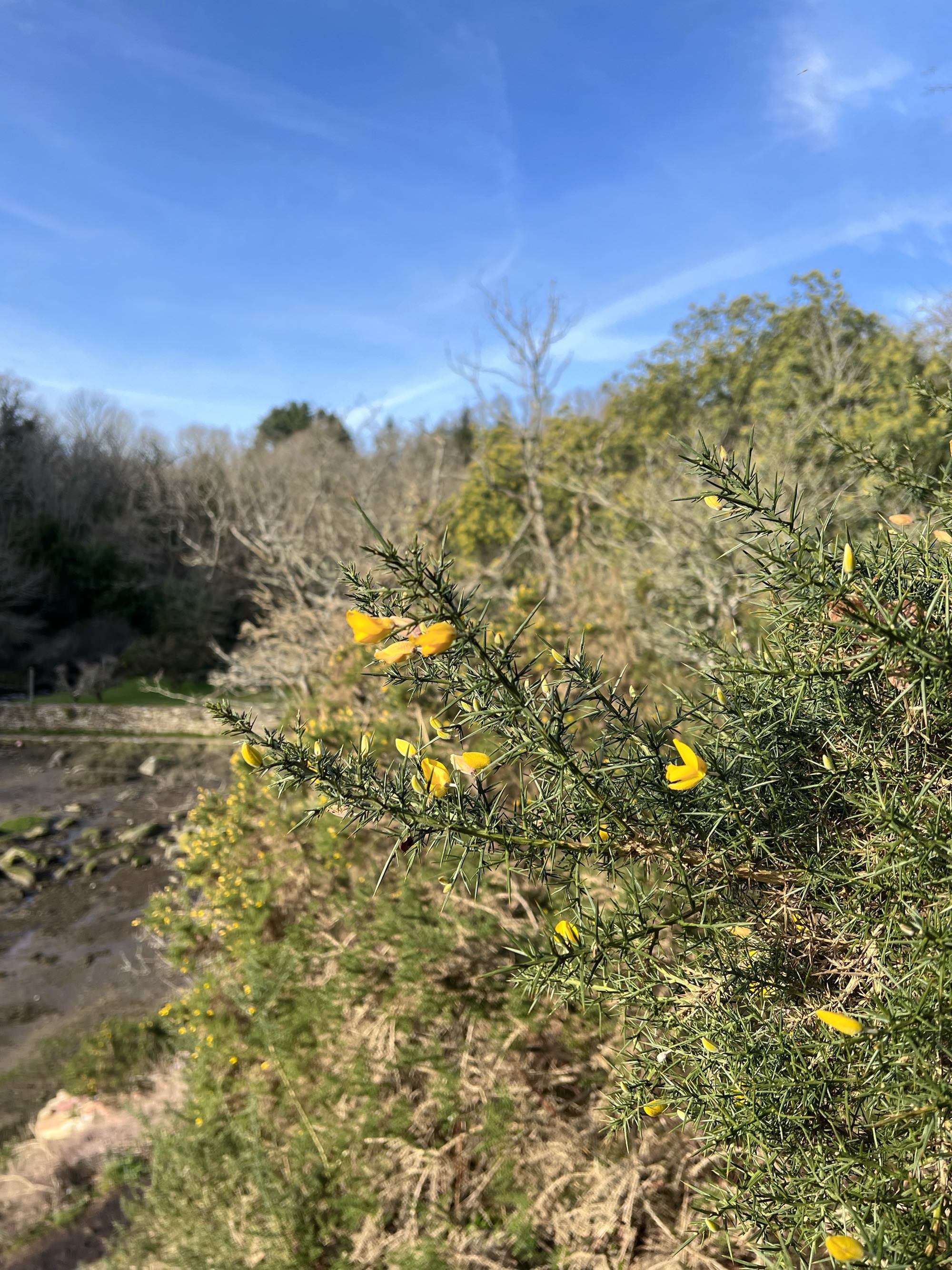 Le sentier côtier à partir du moulin Édouard
